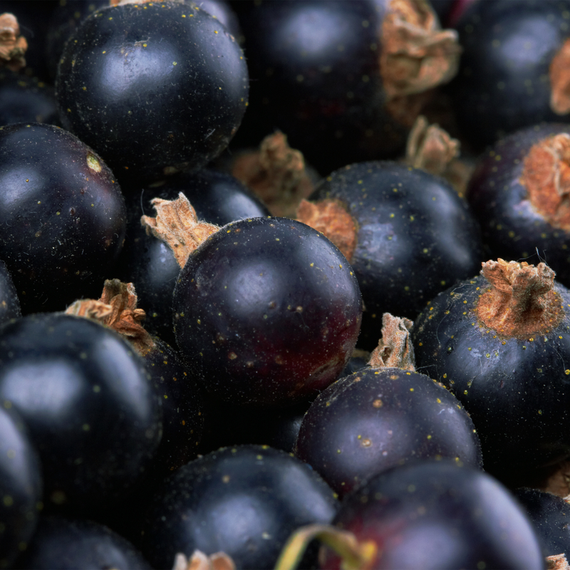 Blackcurrant oil